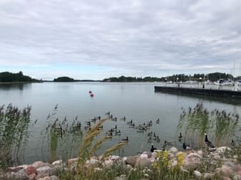 Gaense ruhen auf dem Wasser