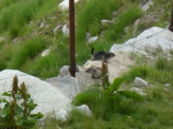 Zwei Murmeltiere rennen auf Steinen umher auf dem Aletsch-Panoramaweg.