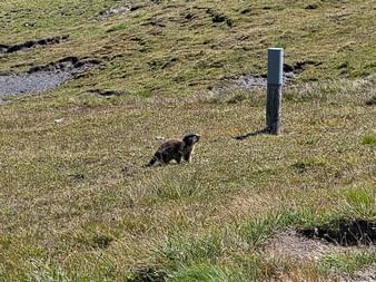 Braunes Murmeltier auf alpiner Wiese mit spärlicher Vegetation und grauem Wegmarkierungspfahl. Kleine Wasserpfützen im Hintergrund.
