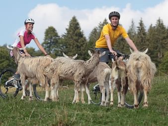 Zwei Mountainbiker müssen wegen fünf freilaufenden weissen Ziegen anhalten.
