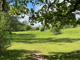 Grüne Wiese mit vereinzelten Bäumen und einem Feldweg unter blauem Himmel. Baumäste rahmen die Aussicht von oben am Österlenleden.