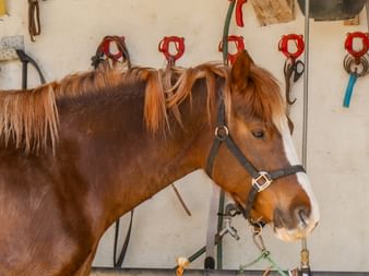Braunes Pferd mit heller Mähne trägt ein Halfter und steht in einem Stall. Geschirre und Ausrüstung hängen an roten Haken an der weißen Wand.