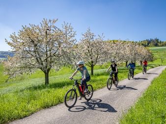 Four cyclists ride on a road in the Basel region. Blossoming apple trees in the background.