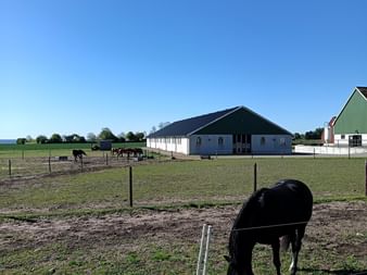 Schwarzes Pferd grast auf einer eingezäunten Koppel mit weißen Stallgebäuden und weiteren Pferden im Hintergrund unter blauem Himmel.
