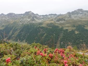 Rote Alpenblumen im Vordergrund mit Bergpanorama. Bewaldete Hänge führen zu felsigen Gipfeln unter bewölktem Himmel auf dem Alpenpässeweg.
