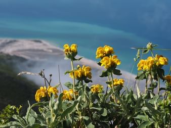 Gelbe Wildblumen mit grünen Blättern im Vordergrund, türkisfarbenes Meer und felsige Küste im unscharfen Hintergrund unter blauem Himmel.