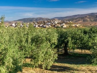 Oliveraie au premier plan avec maisons blanches du village sur la colline en Andalousie. Montagnes et ciel bleu avec nuages en arrière-plan.