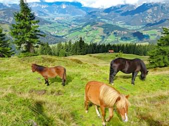 Pferde auf den Pinzgauer Grasbergen