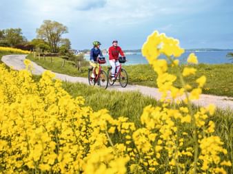 Deux cyclistes sur un sentier côtier entourés de fleurs de colza jaune vif, avec de l'eau et des arbres en arrière-plan.