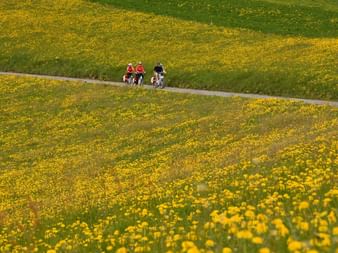 Attelage à trois sur une photo panoramique avec des prairies en fleurs. Thun_Laupen_Fruehling