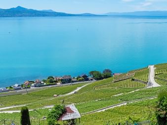 View over vineyards to Lake Geneva, mountains in the background