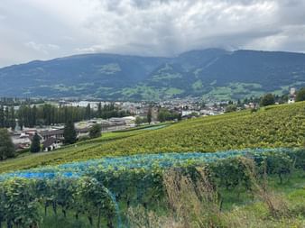 Terrassierte Weinberge mit blauen Netzen im Vordergrund, Stadt Vaduz im Tal und grüne Berge unter bewölktem Himmel im Hintergrund.