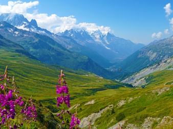 Hiking panorama on the Tour de Mont Blanc with flowers in the foreground and the cloudy peaks in the background