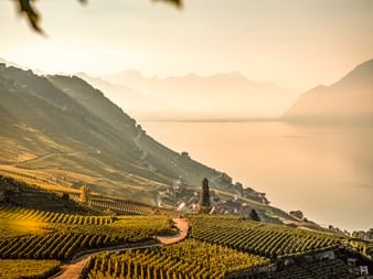 Vignobles en terrasses de Lavaux aux couleurs dorées d'automne descendant vers le lac Léman avec montagnes en arrière-plan.
