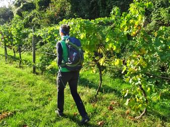 Wandern durch Weingärten in Krems