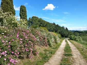 Bunte Pflanzen schmücken den Wanderpfad der Via Romea