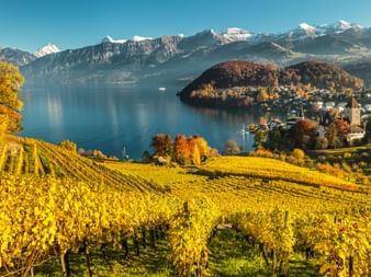 Vue depuis un vignoble surplombant Spiez sur le lac de Thoune