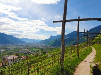 Traumhafte Walwege führen durch die Südtiroler Weingärten