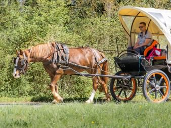 Braunes Zugpferd zieht einen Planwagen mit Fahrer entlang einer grünen Wiese in Courtedoux, Region Jura Ajoie.