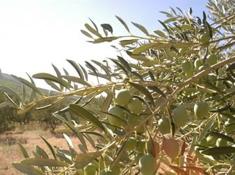 Nahaufnahme eines Olivenbaumzweigs mit grünen Oliven und silbrig-grünen Blättern. Hügel und trockene Landschaft im Hintergrund unter sonnigem Himmel.