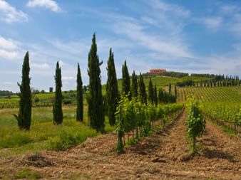 Paysage viticole toscan avec rangées de vignes, grands cyprès et villa sur une colline sous un ciel bleu avec nuages blancs.
