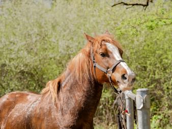 Braunes Pferd mit weißen Gesichtsabzeichen trägt ein Halfter, angebunden an einen Pfosten in Courtedoux, Jura Ajoie. Grünes Frühlingslaub im Hintergrund.