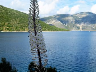 Nahaufnahme einer weißen Blütenähre vor einer blauen Küstenbucht auf Korfu, mit grünen Hängen und Bergen im Hintergrund.