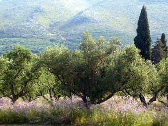 Reihe von Olivenbäumen mit blühendem Lavendel darunter, Zypressen im Hintergrund, sanfte Hügel von Korfu in der Ferne sichtbar.