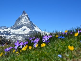 Der ikonische Matterhorn-Gipfel in der Schweiz mit schneebedeckten Hängen vor klarem blauen Himmel, mit bunten Wildblumen im Vordergrund.