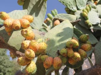 Feigenkaktus in Sizilien mit bunten ovalen Früchten von grün bis orange-rot an flachen paddelförmigen Segmenten.