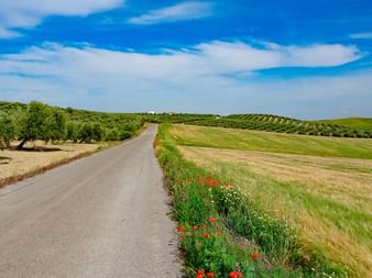 Landstraße durch andalusische Landschaft Leere Asphaltstraße durch hügelige Landschaft in Andalusien mit roten Mohnblumen am Straßenrand, Olivenhainen und goldenen Feldern unter blauem Himmel.