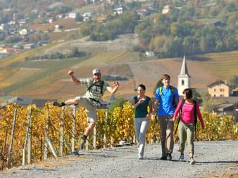 Vier Wanderer wandern auf dem Walliser Weinweg.