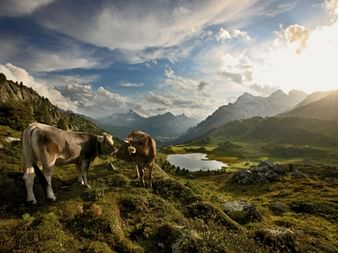 Zwei Kühe stehen auf einem Hügel im Naturpark Beverin. Im Hintergrund befindet sich ein See.