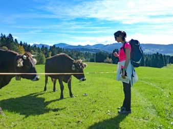 Kühe im Bregenzerwald