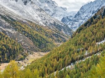 Panoramablick über das Val d'Hérens mit goldenen Herbstlärchen im Vordergrund und schneebedeckten Alpengipfeln unter bewölktem Himmel.