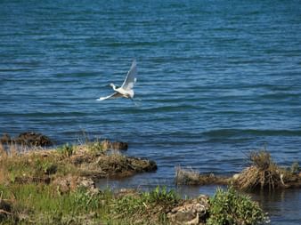 Weißer Reiher im Flug über blauem Wasser nahe felsiger Küste mit Vegetation in Butrint, Albanien.