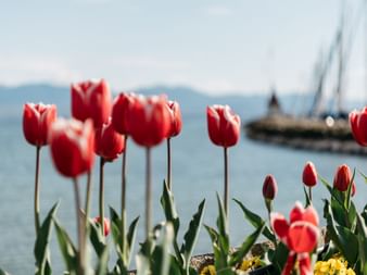 Rote Tulpen beim Tulpenfest in Morges mit See im Hintergrund