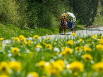 Une roulotte bâchée roule sur une route qui traverse la nature paisible du canton du Jura.