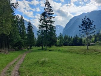 Waldweg durch grüne Wiesen umgeben Nadelbäumen und Bergen im Hintergrund.