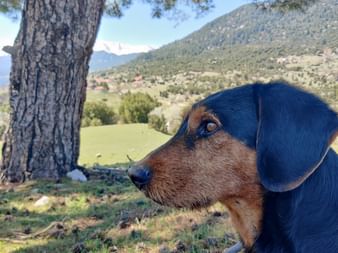 Im Vordergrund sieht man den Kopf eines braun/schwarzen Hundes, im Hintergrund eine Waldlandschaft