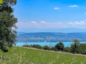 Blick auf den Murtensee mit grünen Feldern im Vordergrund