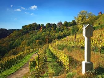 Terrassierter Weinberg mit Herbstlaub am Hang bei Rothenburg ob der Tauber. Weißer Steinpfosten steht neben Feldweg durch die Reben.