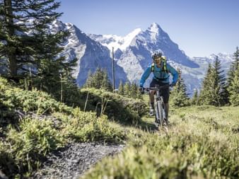 Mountainbiker in blauer Jacke fährt durch Bergwiese in Grindelwald mit schneebedeckten Gipfeln und Nadelwald im Hintergrund.