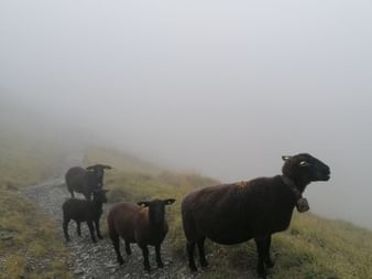 Man sieht dunkle Schafe auf dem Weg.