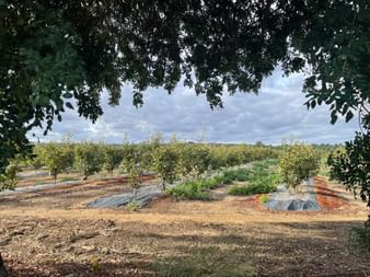 Obstplantage bei Tavira mit Reihen kleiner Bäume auf sandigem Boden mit schwarzer Mulchfolie. Grüne Vegetation und bewölkter Himmel sichtbar.