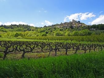 Blick über Weinreben auf Lacoste