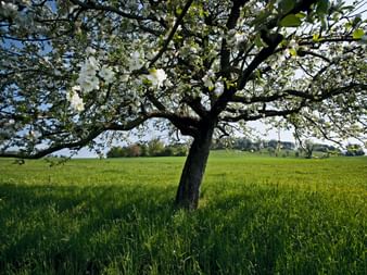 Ein Kirschblütenbaum im Vordergrund mit einer saftigen grünen Wiese im Hintergrund.