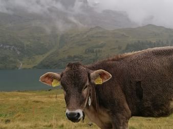 Eine Kuh steht vor einem Bergsee bei nebligem Wetter.