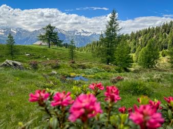 Fleurs alpines roses en premier plan avec prairies vertes, petit étang et montagnes enneigées des Alpes Sarntal. Cabane traditionnelle visible sur la colline.