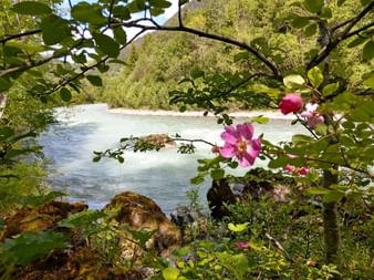 Rosa Wildrosen blühen an Ästen im Vordergrund mit türkisfarbenem Lech Fluss durch grüne Waldlandschaft in Österreich.